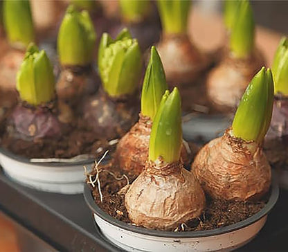 5 Aida Hyacinth Bulbs - 16-17 cm, Vibrant Spring Blooms in Rich Colors for Zones 4-10, Pre-Chilling Required for Zones 8-10 for Optimal Growth