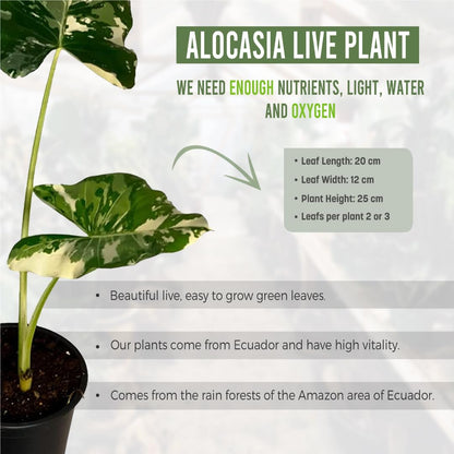 LEAL PLANTS ECUADOR Alocasia Variegated Mickey Mouse x Macrorrhiza (Pack of 2)| Exotic Green Plant | Live Indoor Houseplant | Elephant Ear Houseplant | Green Velvet Alocasia | Velvet Taro Plant
