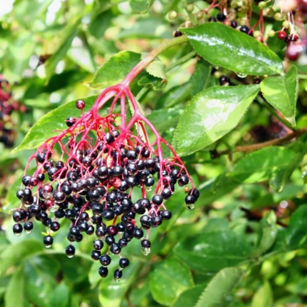 1 American Elderberry Plant Live, 7-11 Inch Height, Black Elderberry Bush Shrub to Grow Home Garden