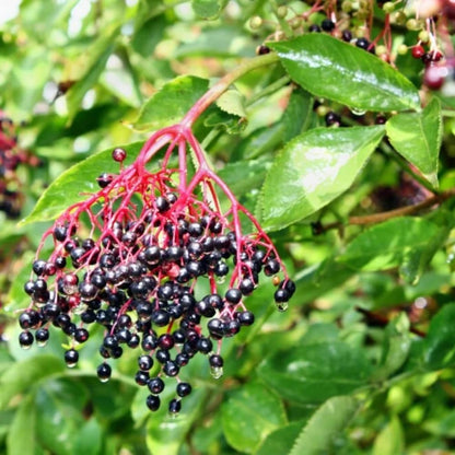 1 American Elderberry Plant Live, 7-11 Inch Height, Black Elderberry Bush Shrub to Grow Home Garden