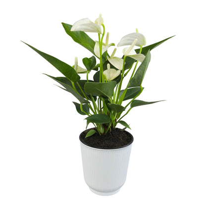 White Anthurium Live Sympathy Plant (Approx 11-14" Tall), Easy to Grow Flowering Houseplant in 4" White Decor Pot by Plants for Pets
