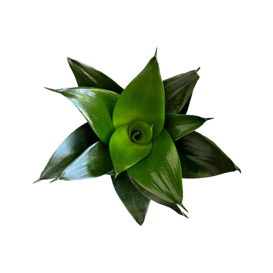 Hopewind Plants Shop Snake Plant, Sansevieria, Live Indoor Plant, Easy Care, Air Purifying Plant, 4 inch Pot (Jade Star)