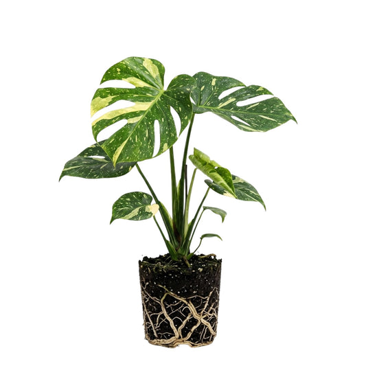 Rare Monstera Constellation Plant Live, Variegated Monstera Constellation Plant, 4–6 Inch Height, Philodendron Indoor Houseplant