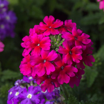2 Pink Verbena Plants Live for Planting, Colorful Blooming Flower Plant, Verbena Live Plants, 5 to 7 Inc Tall