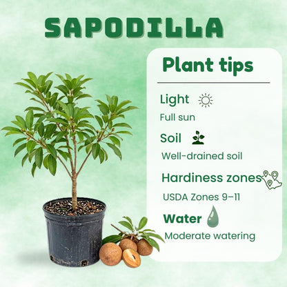 Sapodilla Tree Live Plant, Sapote Fruit Tree Plants for Outdoor Garden, 2-3' Tall in 3 Gallon Pot, No Ship to CA