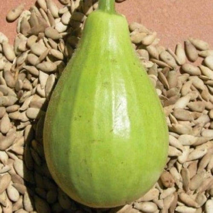 Indian Round Bottle Gourd Seeds for Planting, Easy to Grow Vegetable Seeds for Home Garden, Terrace Gardening, Balcony Planters, and Outdoor Growing (Pack of 25)
