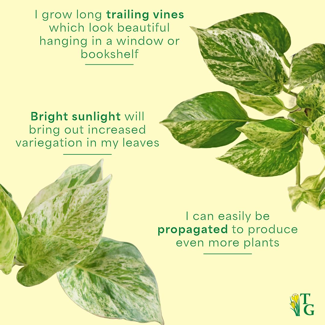 Thorsen's Greenhouse Marble Queen Pothos, Live Indoor Plant, Easy to Grow, Rare Variegated Houseplant, Natural Air Purifier, 4-inch Diameter Pot (Terra Cotta)