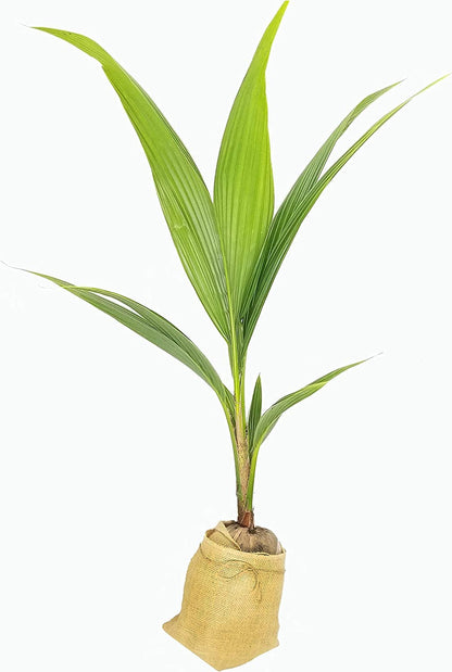 Live Coconut Palm Tree 1 to 4 Feet Tall XL Sprouted Cocos Nucifera Live Plant OK to Ship to California Green Dwarf Malayan