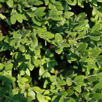 Buxus Green Mountain (3 Gallon)