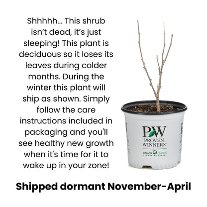 Proven Winners Arctic Fire Yellow Dogwood (Cornus stolonifera) Live Plant, 4.5" Qt, 4 Pack