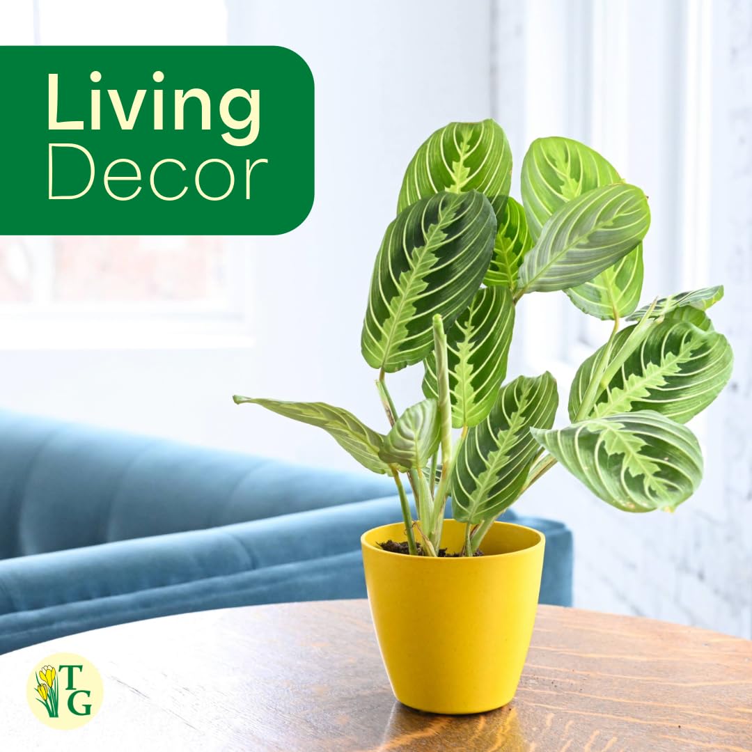 Thorsen's Greenhouse Lemon Lime Prayer Plant, Live Indoor Plant, Pet Friendly, Attractive Houseplant, Lemon Maranta, Natural Air Purifier, Easy to Grow, 4" Diameter Pot (Copper)