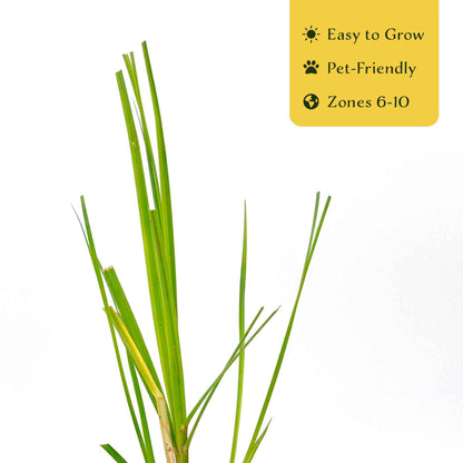 4 Dwarf White Pampas Grass – Compact Ornamental Grass with Large White Plumes for Screens & Accents (Cortaderia selloana ‘Pumila’) in 3.5” Cubes, Live Plants