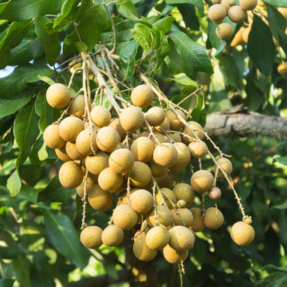 Longan Tree Live Plant in 4 Inches Pot, Longan Seedlings from 6 to 8 Inches Tall, Sweet Fruit Tree for Edible Garden
