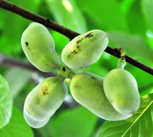 2 Paw Paw Trees - 24-36" Tall Live Plants - Rare Hardy Edible Fruit Seedlings - Asimina triloba - (2 Pack)
