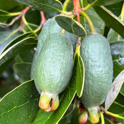 Fragrant Guava Tree Live Plant, Well Rooted 4"-10" in Tall, Tropical Fruit Guavas for Gardening, Zones 9-11 (Pineapple)