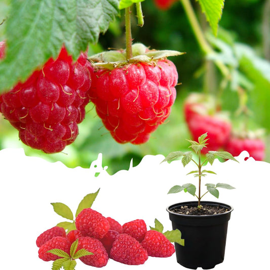 Live Red Raspberry Plant, Sweet Berries Plant, 3 Inch Pot, Ready for Planting