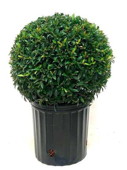 RedCrocus - RedCrocus Dwarf Brush Cherry Eugenia myrtifolia 'Globulus' — Evergreen Shrub, Compact, Ideal for Hedges, Containers & Landscape, Pollinator Friendly 10" Pot