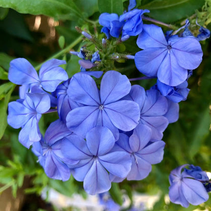 Pack 3 Blue Plumbago Plants, 4-7" Tall Live Blue Plumbago Starter Plant, Flowering Shrub for Garden Containers