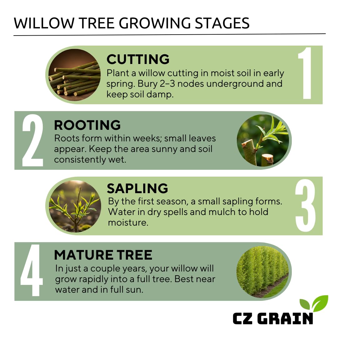 One White Willow Tree - Silver Leafs Shimmer in The Sun - One Cutting to Grow, Beautiful Outdoor Shade or Privacy Trees