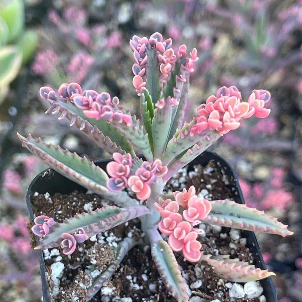 2 Kalanchoe Pink Butterfly Plants Live Indoor Outdoor 2 Inch Pot, Pink Kalanchoe Succulent Mother of Thousands Plant Live