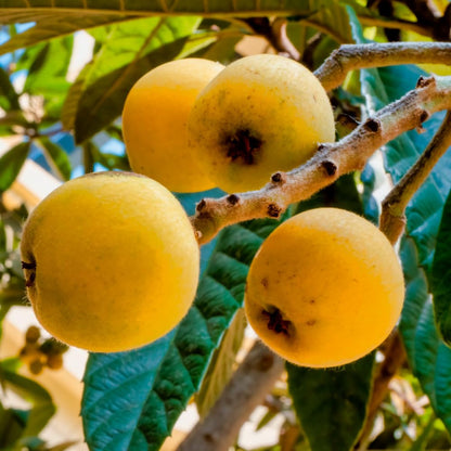 Loquat Fruit Tree 5-9" Tall, 4" Pot, Well-Rooted Loquat Plant for Garden and Orchard Planting