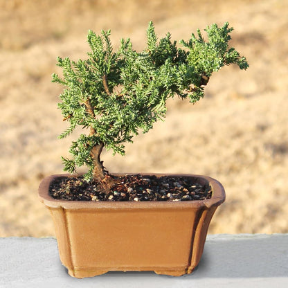 Brussel's Bonsai - Live Green Mound Juniper Bonsai Tree, Outdoor Bonsai Tree Live Plant in Decorative Container, 3 Years Old, 4-6 Inches Tall, Easy Care Bonsai (Small)