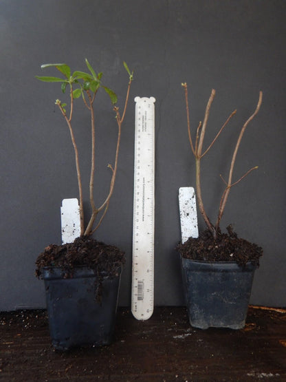 Live Plant - FANTASTIQUEAromi Azalea Rhododendron HybridWell Rooted Plant