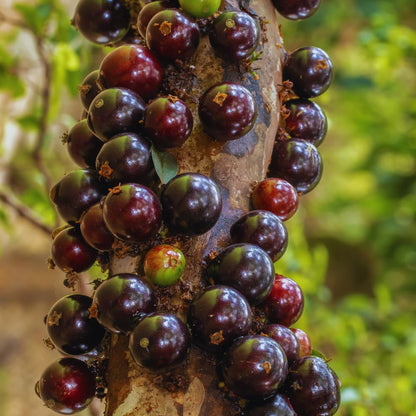 Black Jaboticaba Tree Live Plant, 1 Feet Tall, Brazilian Jabuticaba Grapetree for Gardening Outdoor Indoor