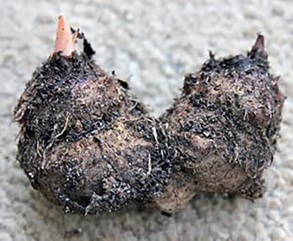 Dwarf Gingerland Caladium Bulbs - White with Red Marks - Top Size Roots - Hardy in Zones 9-11 - Compact Foliage for Gardens and Containers