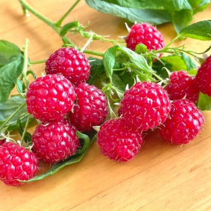 Set of 2 Raspberry Plants Live, Sweet Raspberry Bushes, 5-8 Inches Tall, Well-Rooted, Ready for Growing (Red Raspberry)