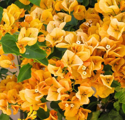 Yellow Bougainvillea Live Plants - 2 (Two) California Gold Bougainvillea 4 to 6 Inches Starter Plants - Live Bougainvillea Plants - Live Flower Plants
