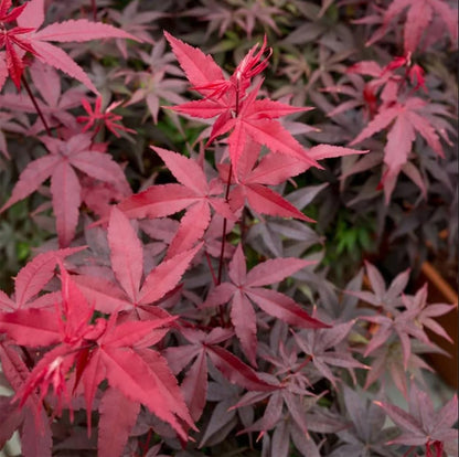 30pcs Red Japanese Maple Tree Seeds (Acer Palmatum Atropurpureum) - Vibrant Garden Beauty