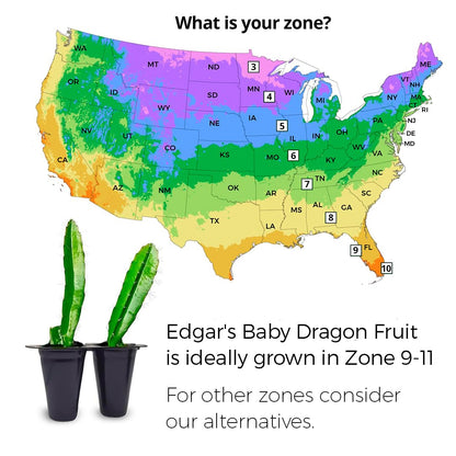 Dragon Fruit Edgar's Baby (4 Pack) | Real Live Fruit Plants for Sale | Rare Exotic Variety | Sweet Edible Fruit | Easy to Grow Live Plants for Organic Gardens. (Edgar's Baby)