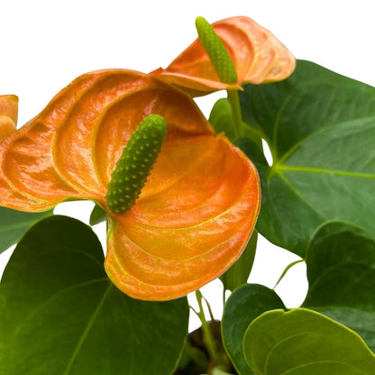 BubbleBlooms Anthurium Coral, Orange - ish in a 4 inch Pot Heart Shaped Leaf