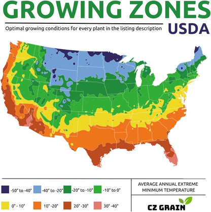 Pretorian Canna Lily Premium Bulbs – Variegated Yellow & Green Foliage with Bright Orange Blooms – Tall Tropical Summer Flowering Bulbs (1 Bulb)