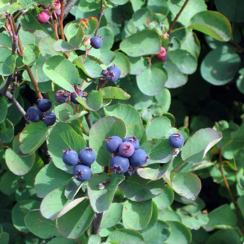 Serviceberry Plant Live for Planting 6 to 12 Inch Tall, Thornless Serviceberry Bush Live Plant for Outdoor