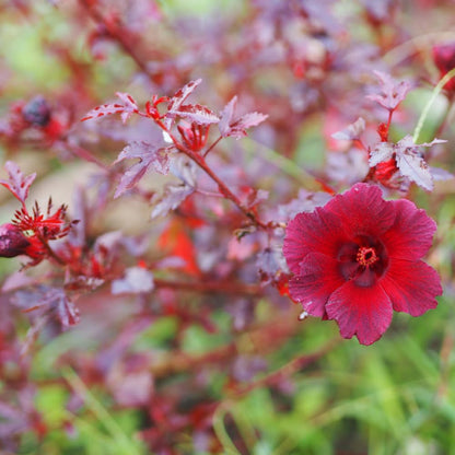 Red Leaf Hibiscus Plants Live, 3 Live Cranberry Hibiscus Plants, Size Plant 5 to 7 Inc Tall