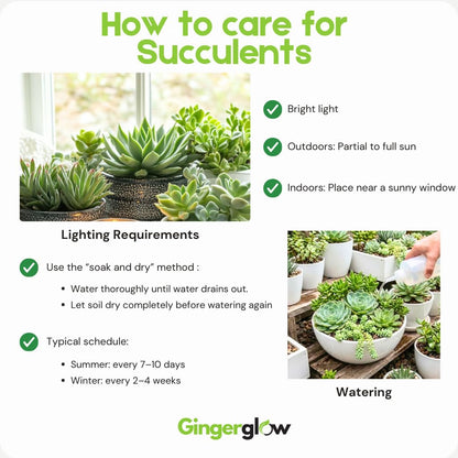 Variegated String of Buttons Plant Live | Crassula Perforata Succulent | Live Trailing Succulent in 4 Inch Pot | Rooted Indoor Houseplant for Home or Office Displays