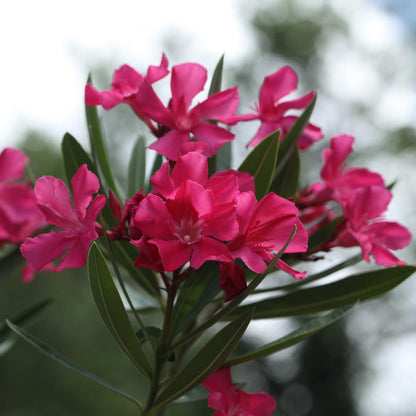 2 Live Pink Oleander Plants, Flowering Bush, 4-7 Inches Tall, Well Rooted for Planting