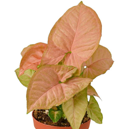 Syngonium 'Strawberry' Live Plant for Indoor | Different Houseplants in 4'' & 6'' Pot | Real House Plant for Living Room, Office, Desk & Bathroom | Goosefoot Plant | Nephthytis | Elephant Ear
