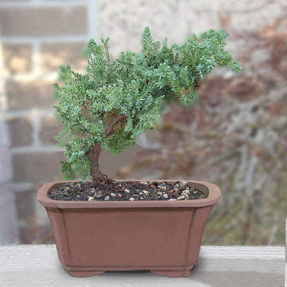 Brussel's Bonsai - Live Green Mound Juniper Bonsai Tree, Outdoor Bonsai Tree Live Plant in Decorative Container, 3 Years Old, 4-6 Inches Tall, Easy Care Bonsai (Small)