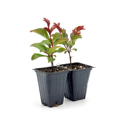 2 Red Rocket Crepe Myrtle, Live Plants (Lagerstroemia Indica) – Vibrant Red Blooms, Thriving in 2.5” Nursery Cubes