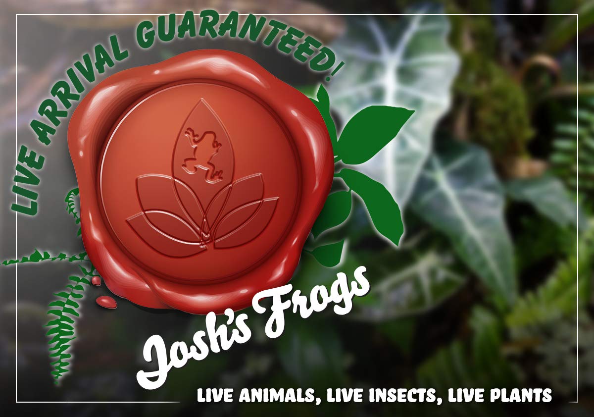 Josh's Frogs Ficus pumila Variegata 'Creeping Fig'