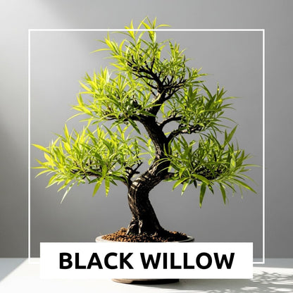 Black Willow Bonsai Tree Cutting to Grow - Dark Branches - Fast Growth, Good for Training - Easy-to-Root for Beginners & Experts, Indoor or Outdoor Planting - Gift for Plant Lovers