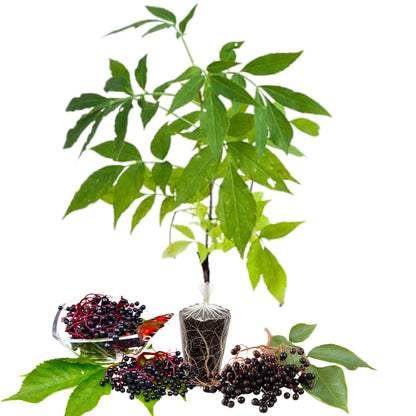 2 Black Elderberry Plants Live to Grow, 6 to 12 Inch Tall, Elderberries Bush Live, Berry Fruit Trees Live Plants