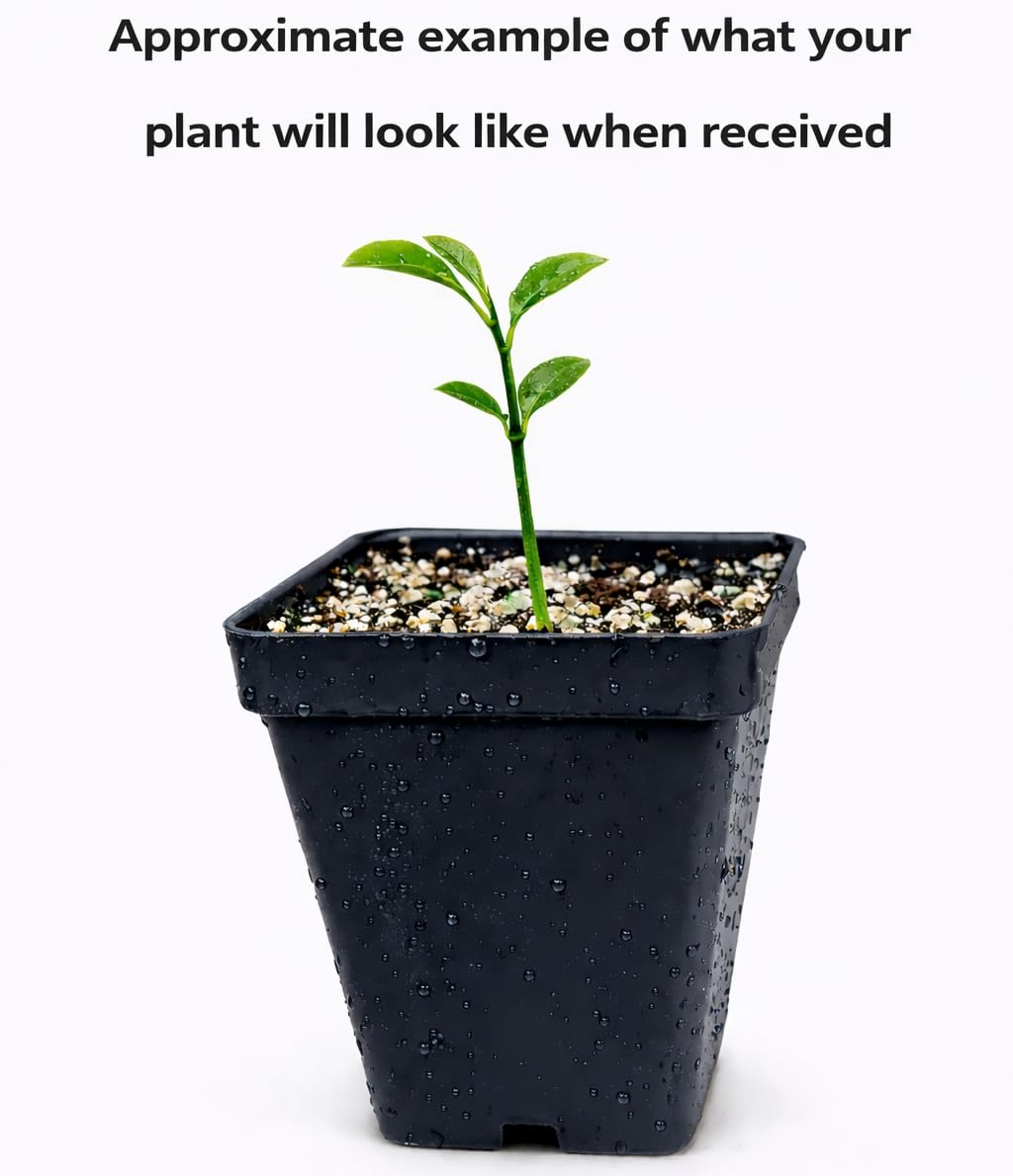 Nagami Kumquat Tree - 2-5 Inch Tall Live Plant - Potted Seedling - Orange Citrus Fruit Plant - Fortunella Margarita