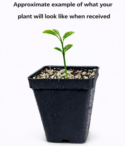 Yuzu Tree - 2-5 Inch Tall Live Plant - Potted Cold Hardy Indoor/Outdoor Citrus Seedling - Yellow Lemon Citron Fruit Plant - Yuzu ichandrin