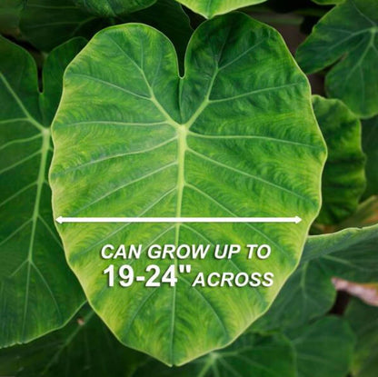 20 Green Elephant Ear Taro Bulbs - cocoyam, dasheen, eddo, Egyptian Ginger, IMO, kalo, colocasia antiquorum, IMO, Dalo, Taro