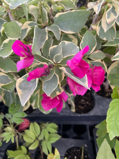 Live Plant - Claret Red Bougainvillea Small Well Rooted Starter Plant