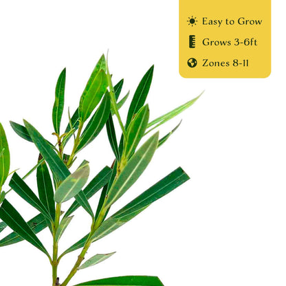 6 Petite Pink Oleander – Dwarf Evergreen Rosey Flowering Shrub for Hedges, Borders & Containers (Nerium Oleander ‘Petite Pink’) in 2.5″ Cubes, Live Plants